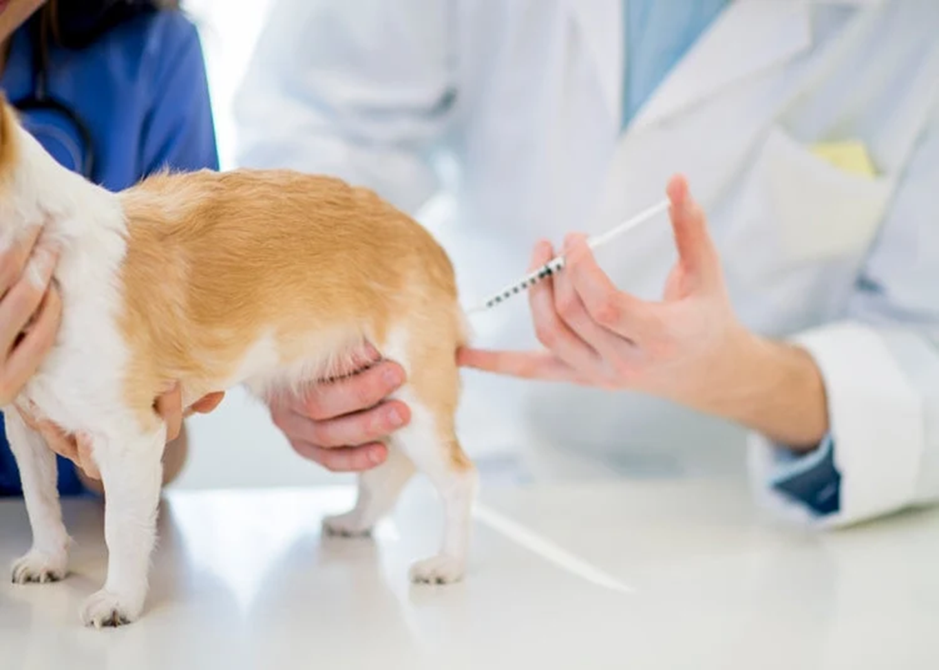 Rabies: Epitome of the One Health Paradigm